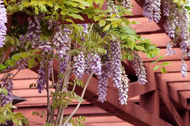 krásná pergola